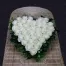 Pure Heart - Witte Rozen