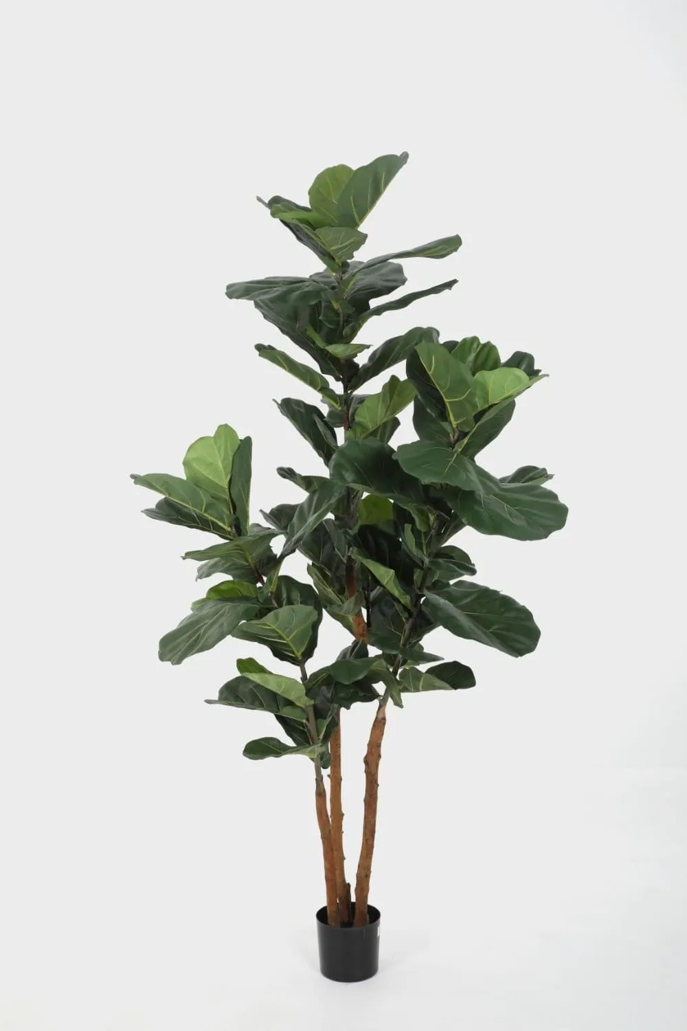 Fiddle Leaf Luxe Ficus Lyrata
