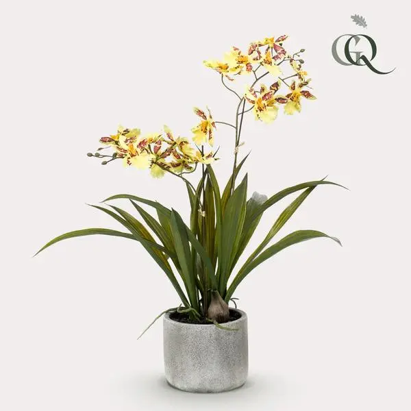Orchidee Golden Orchid