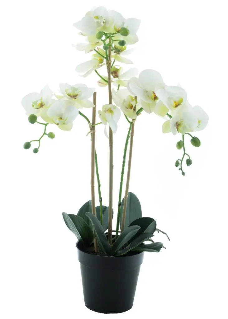 Kunst Orchidee Pure Elegance