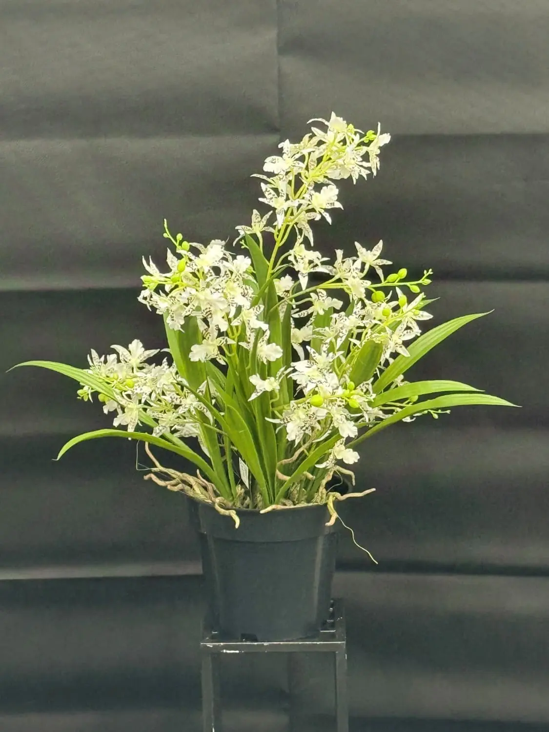 Orchidee “White Cascade”