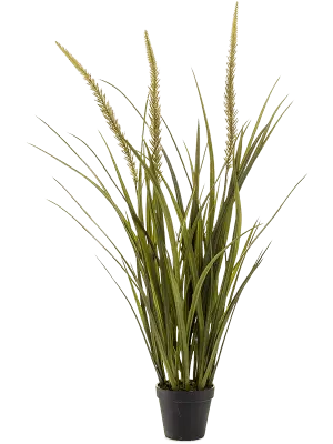 Siergras “Golden Reed”