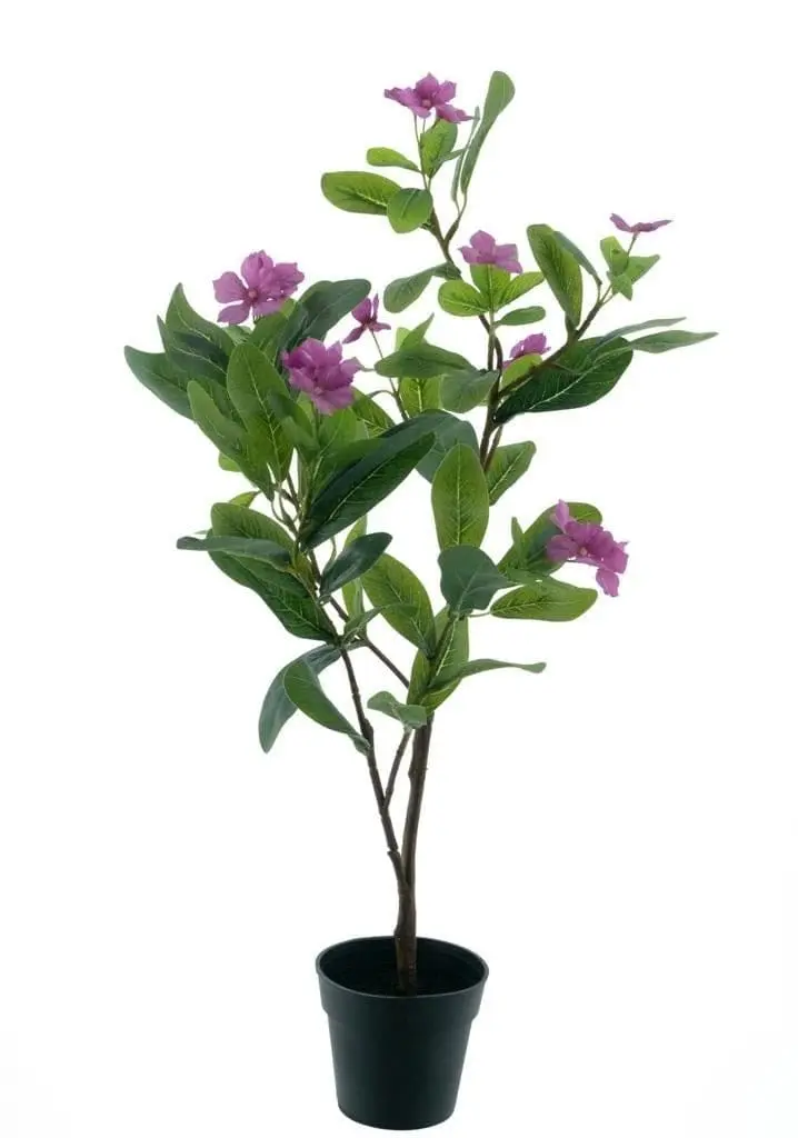 Roze Bloemstruik Catharanthus