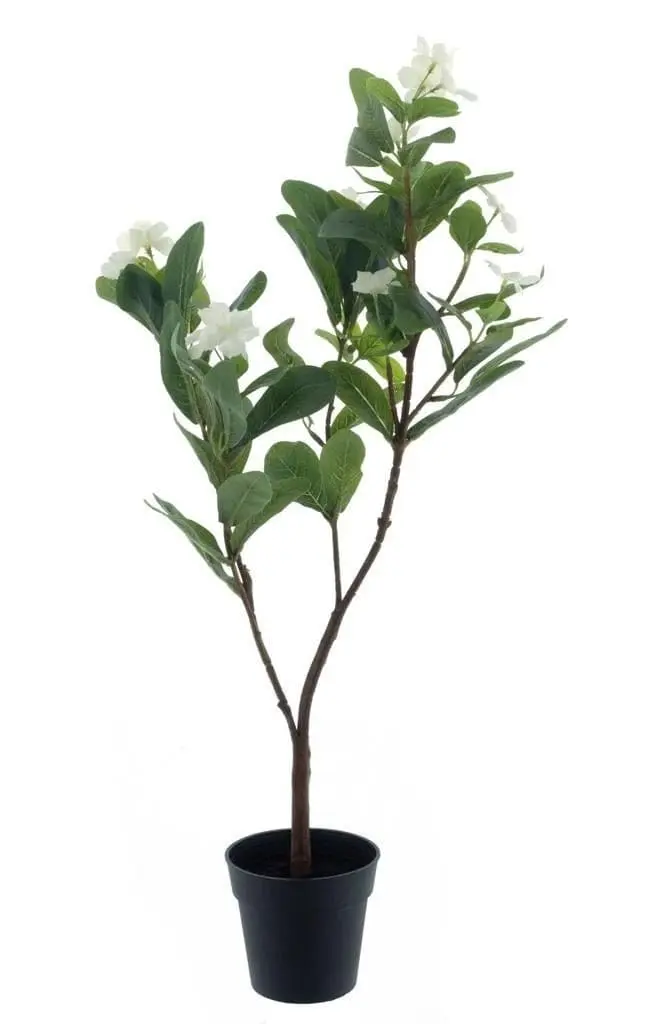 Witte Bloemstruik Catharanthus