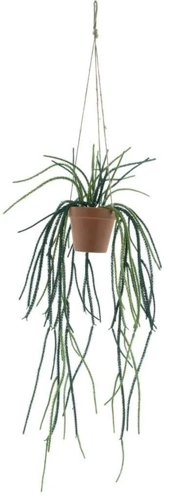 Hangplant - Rhipsalis in Terracotta Pot